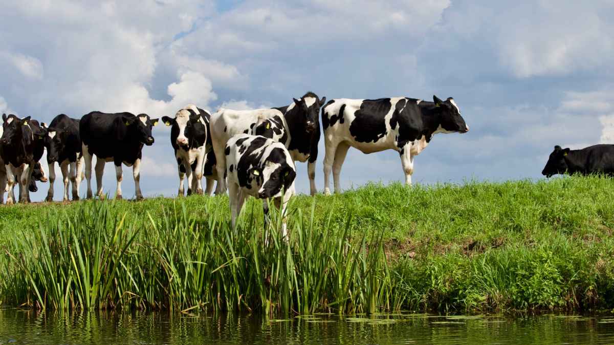 agriculture animal cattle