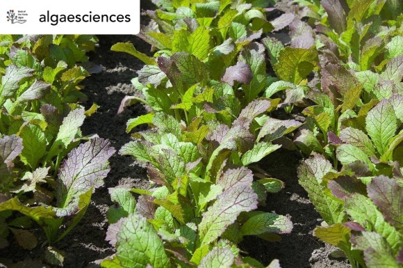 algaesciences - AgTech and FoodTech