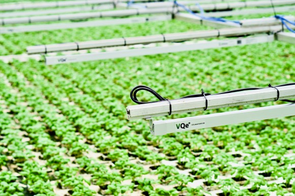 Protected Cultivation - LED